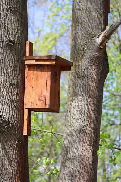 Dom Karmnika Dla Ptaków Drzewie Lesie — Zdjęcie stockowe