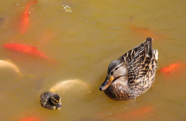 野生鸭妈妈和她的小鸭在湖中的鱼中间 — 图库照片