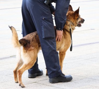 Alman çoban köpeği olan bir polis.