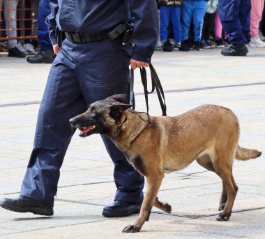 Alman çoban köpeği olan bir polis.