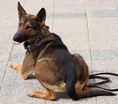 Alman çoban köpeği sokakta oturuyor.