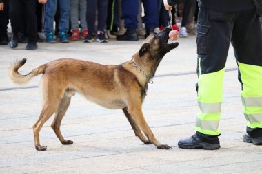 Şirin köpek oyuncağını istiyor.