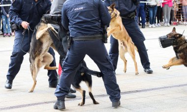 Polis köpeği sokakta şüpheli birini yakaladı.