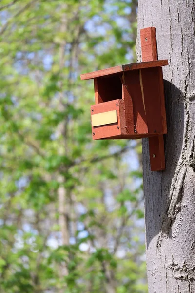 Mangeoire Oiseaux Sur Arbre Dans Les Bois — Photo
