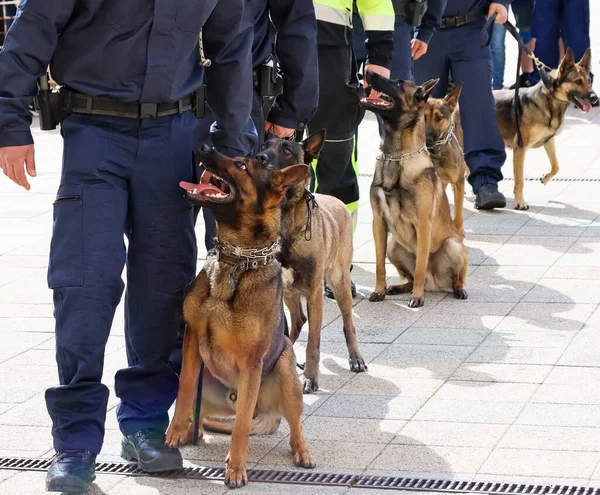 Homem Polícia Com Seu Cão Pastor Alemão — Fotografia de Stock