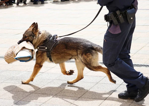 Homem Polícia Com Seu Cão Pastor Alemão — Fotografia de Stock