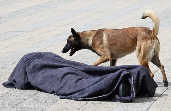 Pies Policyjny Odkrył Coś Podejrzanego — Zdjęcie stockowe