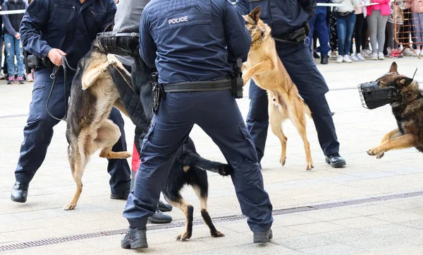Rendőrkutya Elfogott Egy Gyanús Embert Utcán — Stock Fotó