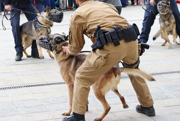 Полицейский Своей Немецкой Овчаркой — стоковое фото
