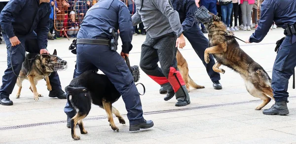 Cão Policial Pega Uma Pessoa Suspeita Rua — Fotografia de Stock