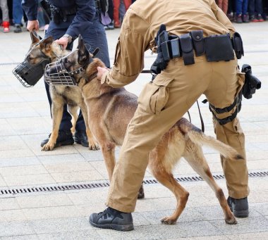 Alman çoban köpeği olan bir polis.