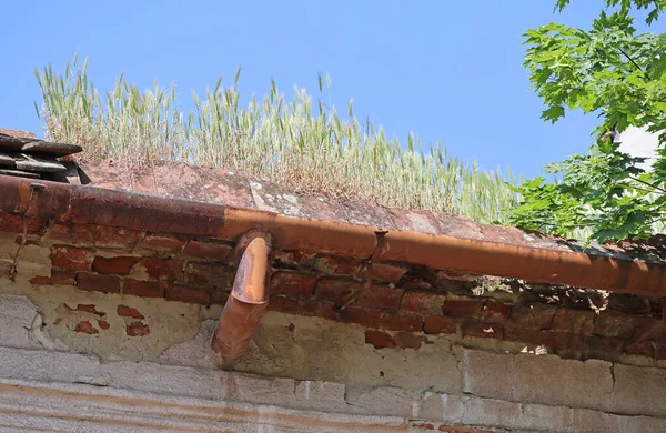 Plants are growing on the roof of an old house