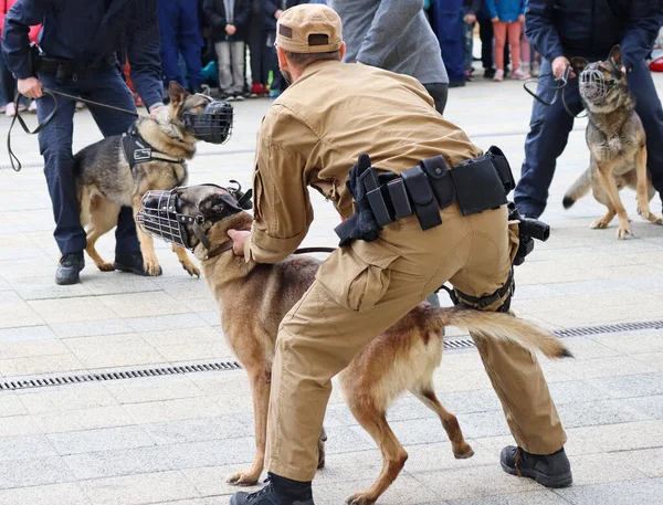 Policjant Swoim Owczarkiem Niemieckim — Zdjęcie stockowe