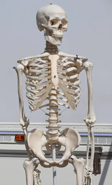 塑料制成的人体骨架 — 图库照片