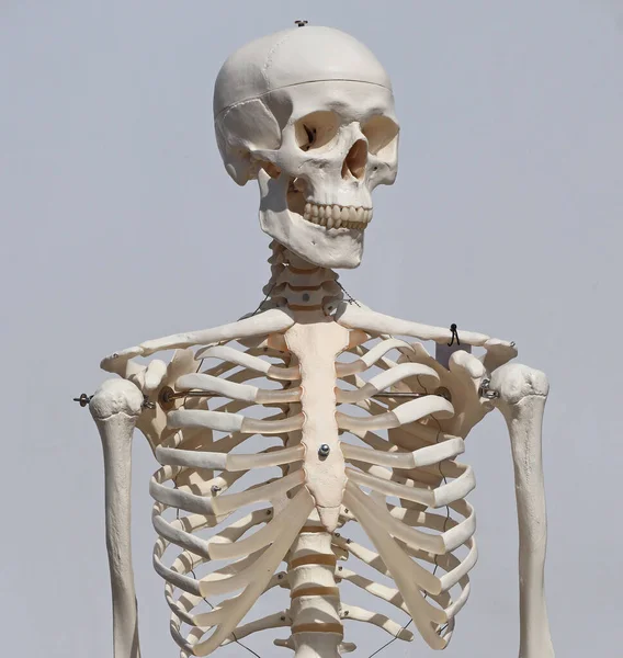 Ανθρώπινος Σκελετός Για Επίδειξη Από Πλαστικό — Φωτογραφία Αρχείου