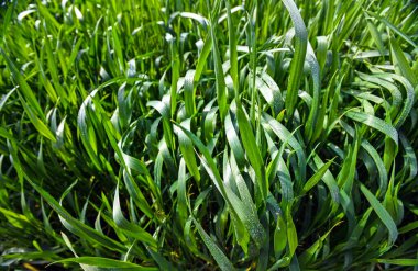 Bahar zamanı mısır tarlası