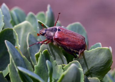 Bir bitkinin yaprağında böcek olabilir