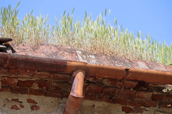 Plants are growing on the roof of an old house