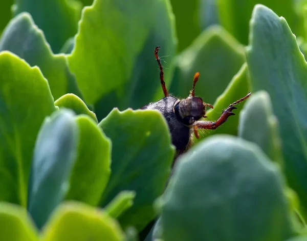 植物叶子上的虫子 — 图库照片