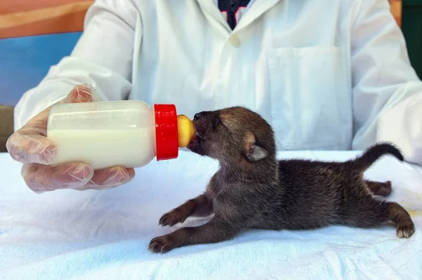 stock image Veterinarian is feeding a golden jackal puppy