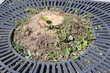 Sokakta boş bir ağaç var.