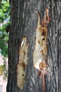 Yaşlı bir meşe ağacının gövdesi yaralanmış.