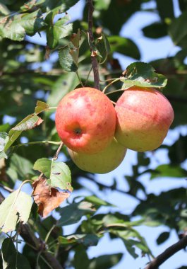 Yaz zamanı ağaçta elmalar
