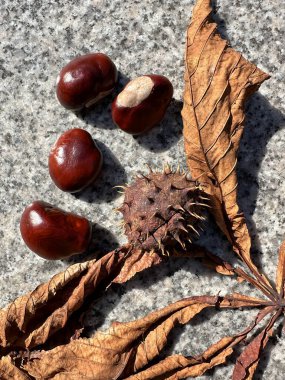 Sonbaharda kestane ağacı yaprağı ve ekinleri