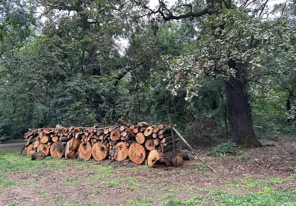 Troncos Árvores Recortadas Para Fazer Lenha — Fotografia de Stock