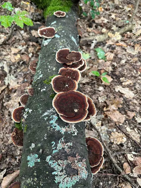 Cogumelos Castanhos Tronco Árvore Caído Tempo Outono — Fotografia de Stock