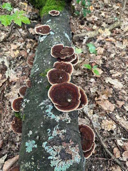 Cogumelos Castanhos Tronco Árvore Caído Tempo Outono — Fotografia de Stock