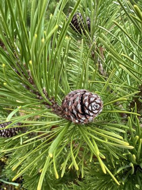 Kışın çam kozalağı ve çam yaprağı