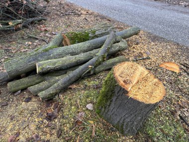 Ormanda kışın kesilmiş bir ağaç.