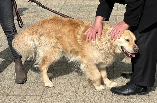 Adamın biri sokakta bir Golden Retriver köpeğini okşuyor.