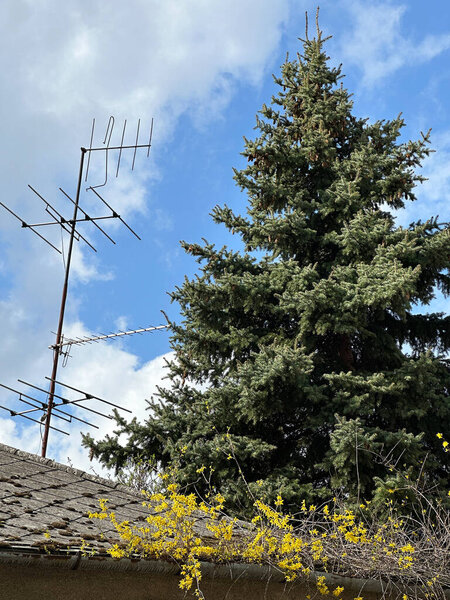 Телевизионные антенны на крыше и сосна