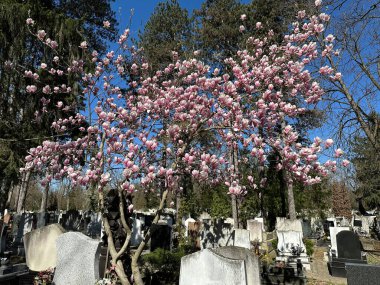 Lily tree in the public cemetery clipart