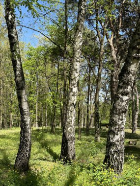 İlkbaharda ağaçlar ağaçlarda