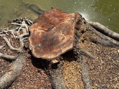 Gölde ağaç gövdesi var.