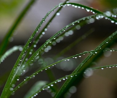 Nolina bitkisinin yapraklarına su damlatıyor.
