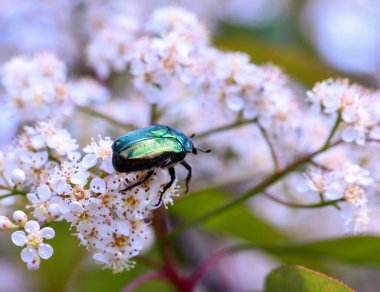 Çiçek yeşil böcek