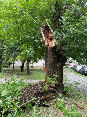 Fırtınadan sonra kırık ağaç gövdesi