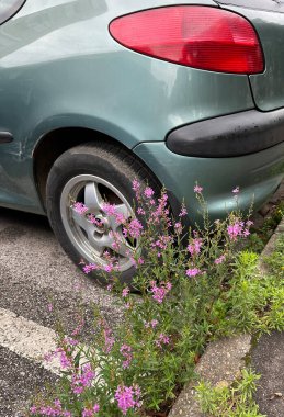 Otoparkta yetişen mor çiçekler.