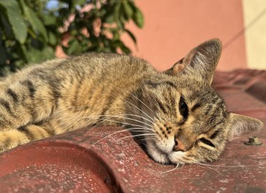 Şirin kedi evin çatısında dinleniyor.