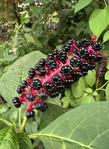 stock image Elderberries on the bush in summer time