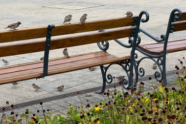Şehir caddesinde bir bankta serçeler