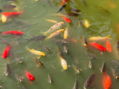 Koi sazan balık
