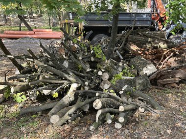 Sonbahar zamanı ormanda kesilen ağaç gövdeleri.