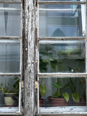 Eski bir evin camında bitkiler