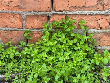 Tuğla duvarın yanında büyüyen yeşil bitkiler