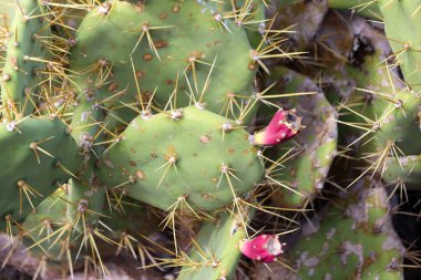 İspanya 'nın Tenerife adasının kayalık bölgesinde kaktüs çalısı